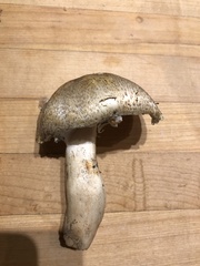 Agaricus perobscurus