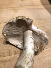 Agaricus perobscurus