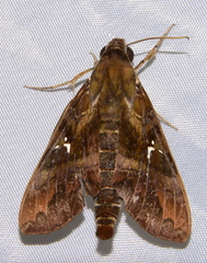 Nephele densoi