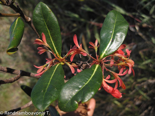Razafimandimbisonia minor