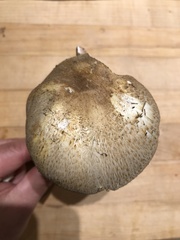 Agaricus perobscurus