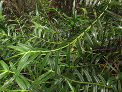 Maxillaria brevifolia