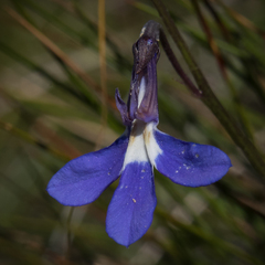 Lobelia preslii