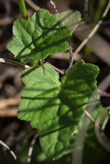 Lobelia preslii