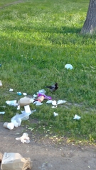 Corvus cornix