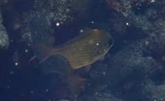 Pempheris rhomboidea