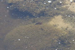 Cyprinodon variegatus variegatus