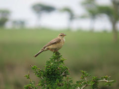 Anthus similis