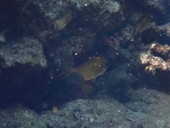 Pempheris rhomboidea