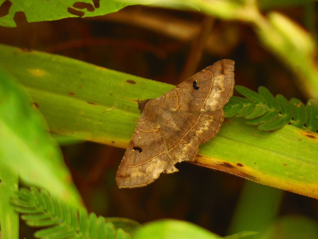 Epidromia pannosa