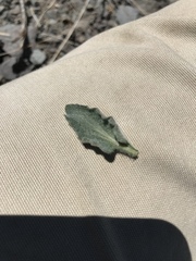 Viola purpurea aurea