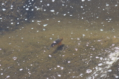 Cyprinodon variegatus variegatus