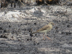Anthus pallidiventris