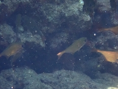 Pempheris rhomboidea