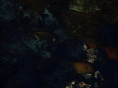 Pempheris rhomboidea