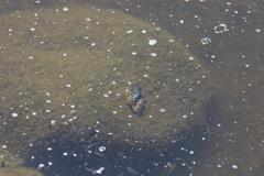 Cyprinodon variegatus variegatus