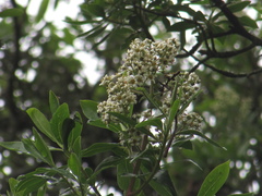 Escallonia discolor