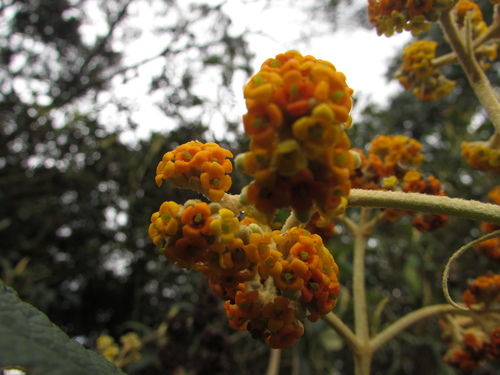 Buddleja incana Ruiz & Pav.