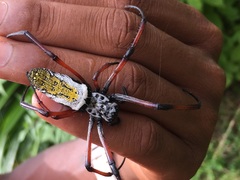 Trichonephila inaurata madagascariensis