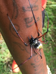 Trichonephila inaurata madagascariensis