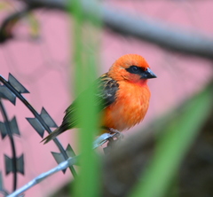 Foudia madagascariensis
