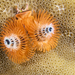 Indo-Pacific Christmas Tree Worm - Photo (c) Jean-Paul Cassez, some rights reserved (CC BY-NC), uploaded by Jean-Paul Cassez