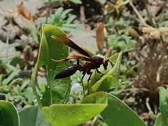 Polistes infuscatus