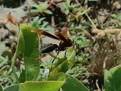 Polistes infuscatus