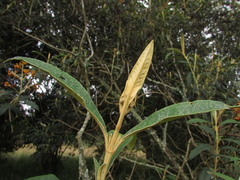 Buddleja incana