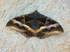 Cyligramma disturbans