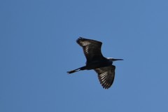 Egretta garzetta × gularis