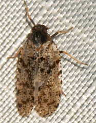 Cixius pini