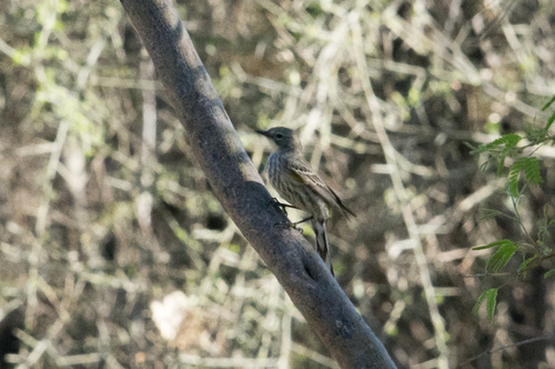 Yellow-rumped Warbler photographed in Arizona
