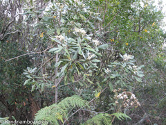 Pittosporum pachyphyllum