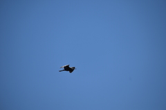 Egretta garzetta × gularis