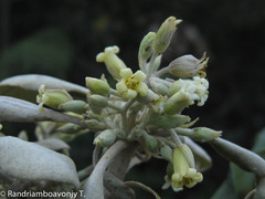 Pittosporum pachyphyllum