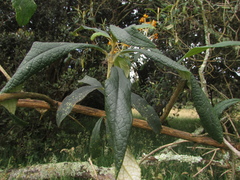 Buddleja incana