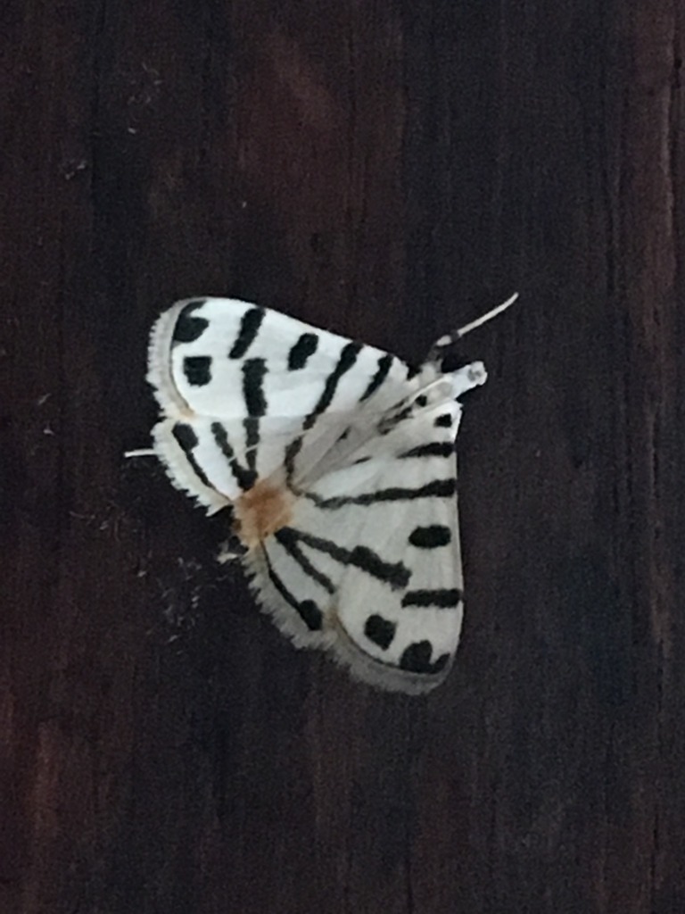 Pycnarmon macilentalis