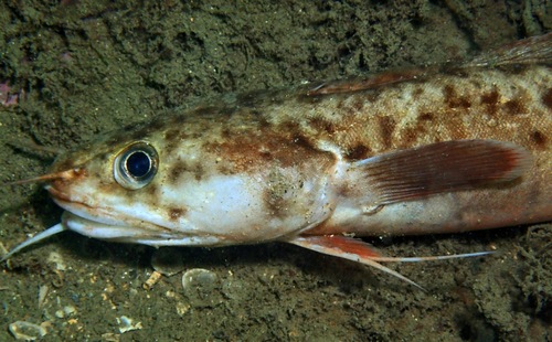 Threebeard rockling (Gaidropsarus vulgaris) — Lotidae