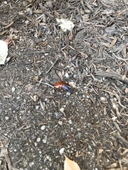 Parcoblatta americana