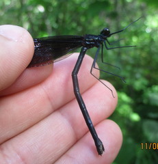Calopteryx maculata