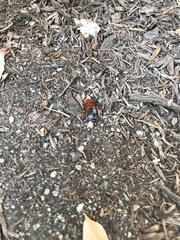 Parcoblatta americana