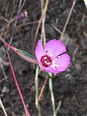 Clarkia franciscana
