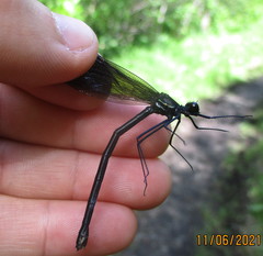 Calopteryx maculata