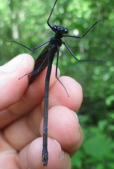 Calopteryx maculata