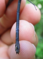 Calopteryx maculata