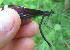 Calopteryx maculata
