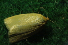 Zelotherses paleana