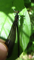 Calopteryx maculata