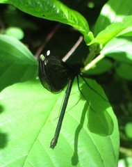 Calopteryx maculata